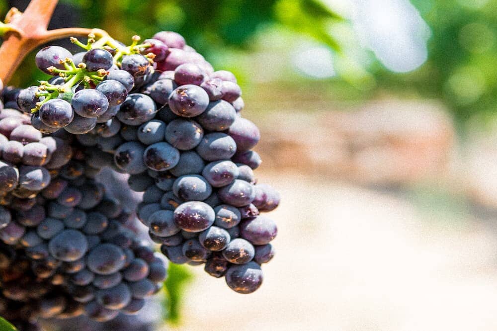 The Ins And Outs Of Cabernet Sauvignon