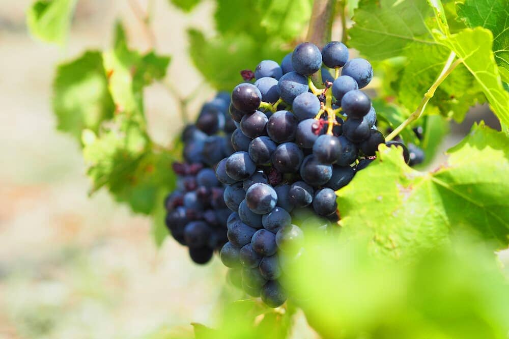 The Ins And Outs Of Grenache Grapes