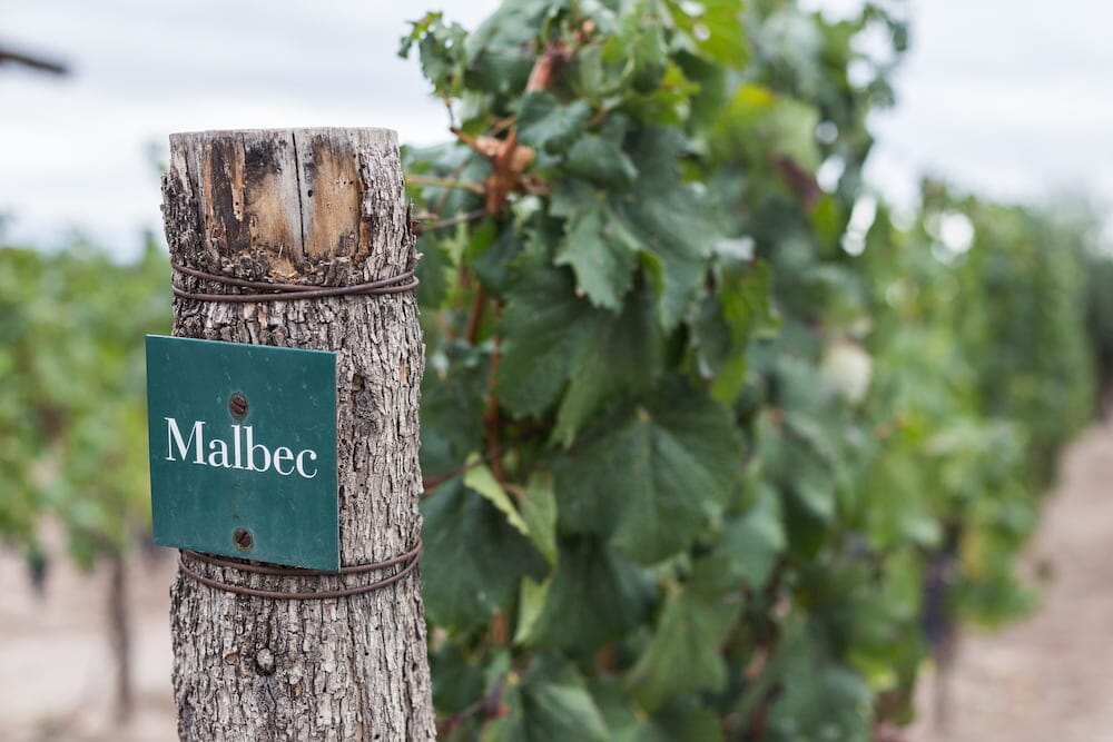 Malbec Wine: Behind The Scenes