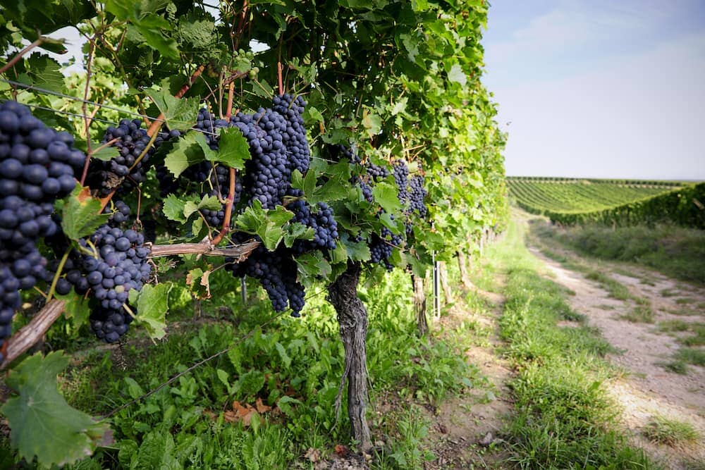 Pinot Noir: Behind The Scenes