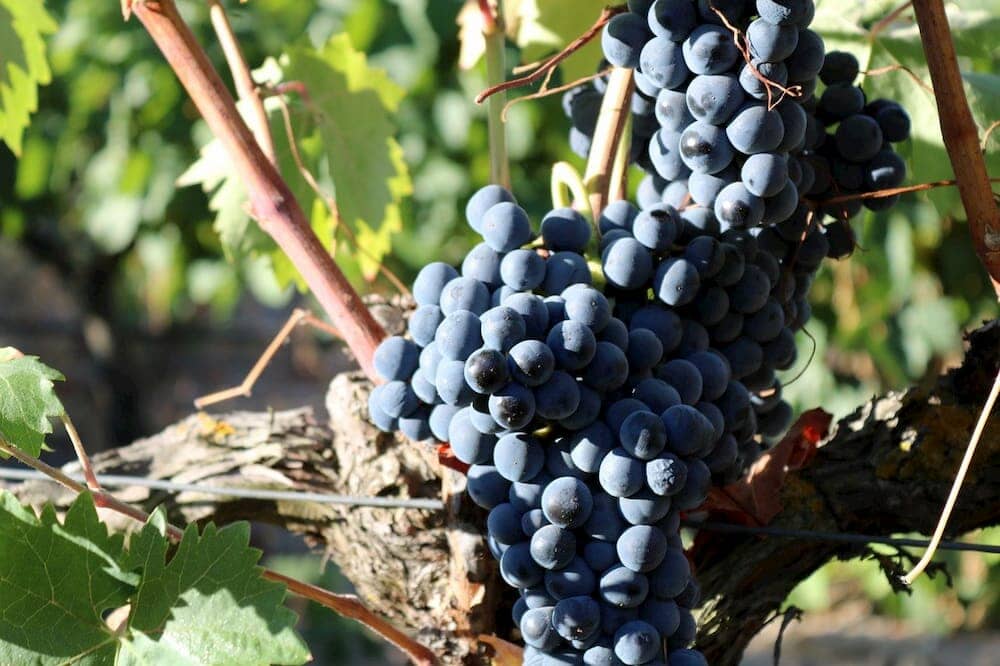 Shiraz Wine: Behind The Scenes