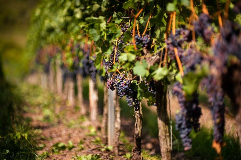 Bolney Wine Estate
